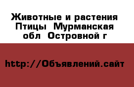 Животные и растения Птицы. Мурманская обл.,Островной г.